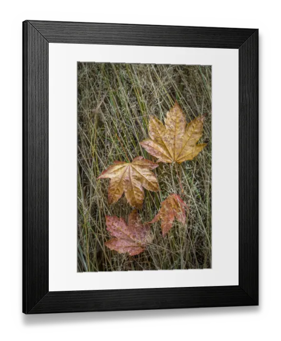 Framed Print : USA, Washington State, Olympic National Park. Vine maple leaves in meadow grasses