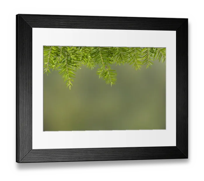 Framed Print : USA, Washington State, Seabeck. Western hemlock needles and branches Framed Print : USA, Washington State, Seabeck. Western hemlock needles and branches