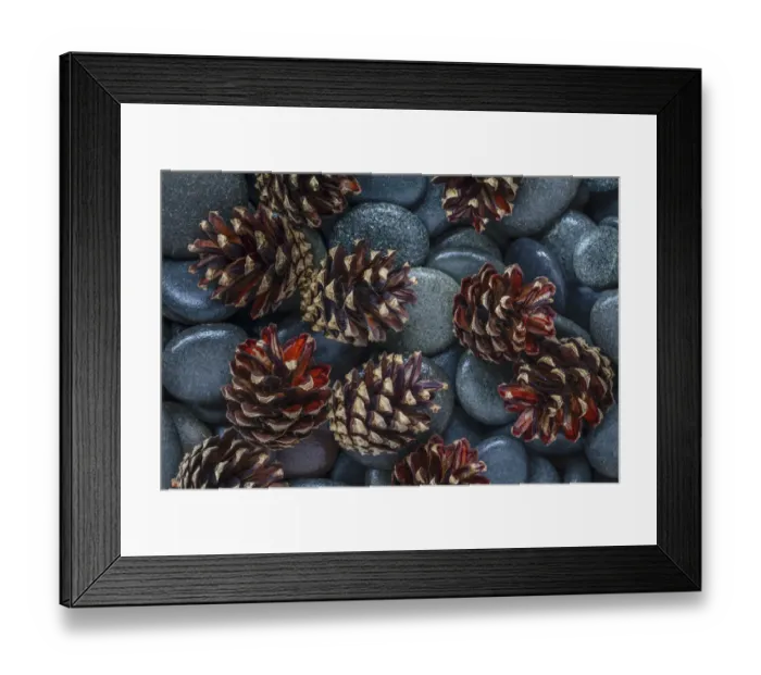 Framed Print : USA, Washington State, Seabeck. Pine cones and stones detail Framed Print : USA, Washington State, Seabeck. Pine cones and stones detail