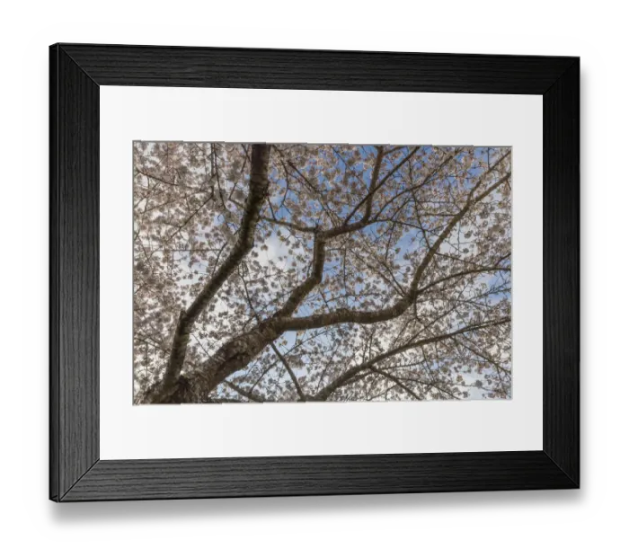 Framed Print : USA, Washington State, Seabeck. Cherry tree in bloom Framed Print : USA, Washington State, Seabeck. Cherry tree in bloom