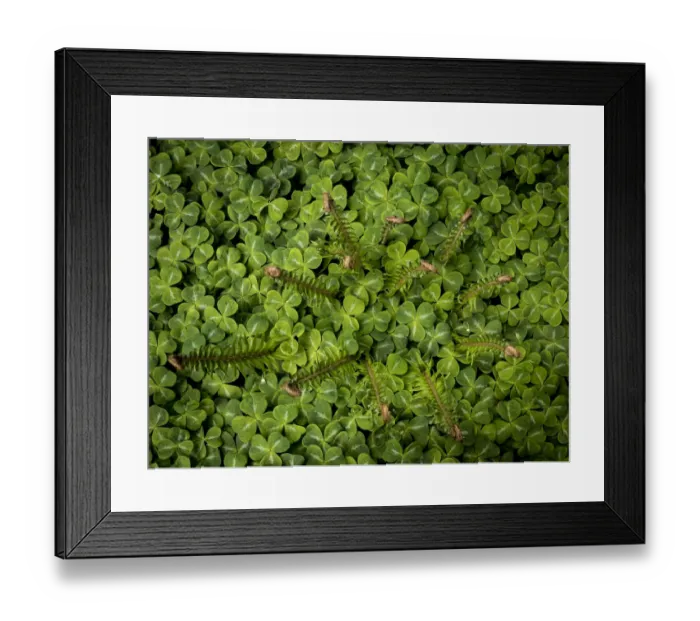 Framed Print : USA, Washington State, Bainbridge Island. Sword fern and oxalis plant. Credit as Framed Print : USA, Washington State, Bainbridge Island. Sword fern and oxalis plant. Credit as