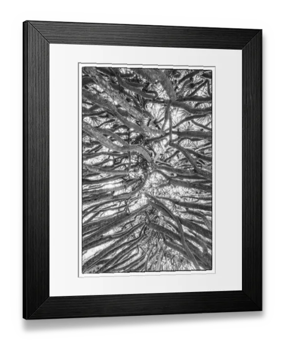 Framed Print : Portugal, Azores, Pico Island, Madalena. Dragon tree Framed Print : Portugal, Azores, Pico Island, Madalena. Dragon tree