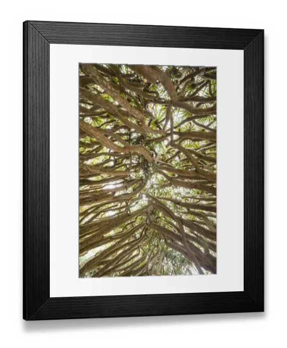 Framed Print : Portugal, Azores, Pico Island, Madalena. Dragon tree Framed Print : Portugal, Azores, Pico Island, Madalena. Dragon tree