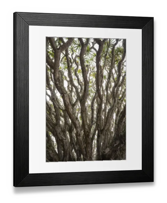 Framed Print : Portugal, Azores, Pico Island, Madalena. Dragon tree