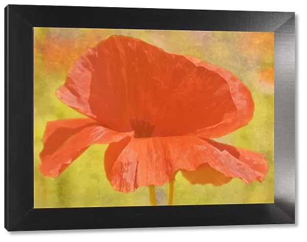 Canada. Abstract of poppy flower. Credit as: Mike Grandmaison  /  Jaynes Gallery  /  DanitaDelimont