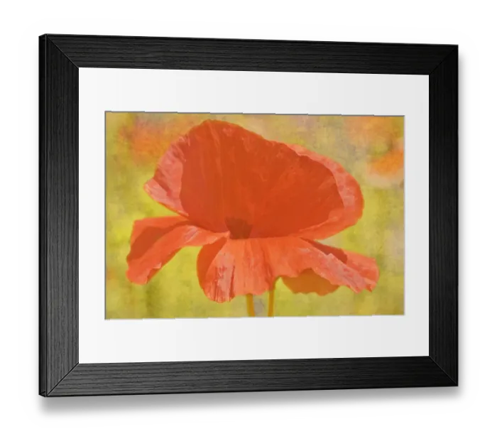 Framed Print : Canada. Abstract of poppy flower. Credit as: Mike Grandmaison / Jaynes Gallery / DanitaDelimont Framed Print : Canada. Abstract of poppy flower. Credit as: Mike Grandmaison / Jaynes Gallery / DanitaDelimont