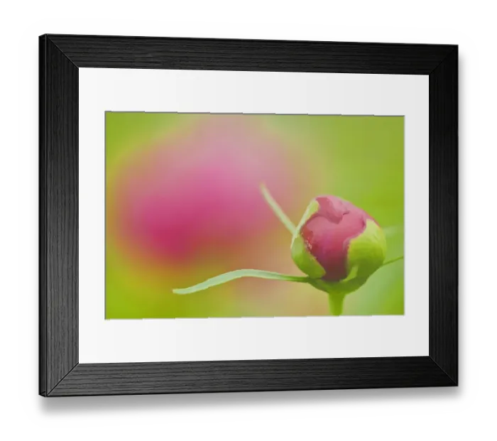 Framed Print : Canada. Peony flower bud close-up. Credit as: Mike Grandmaison / Jaynes Gallery / DanitaDelimont Framed Print : Canada. Peony flower bud close-up. Credit as: Mike Grandmaison / Jaynes Gallery / DanitaDelimont