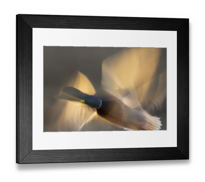 Framed Print : Mallard drake flying Framed Print : Mallard drake flying