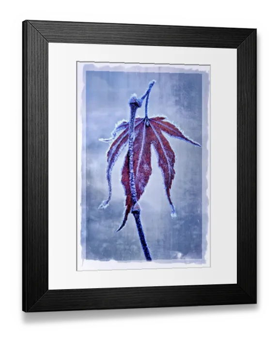 Framed Print : USA, Oregon. Abstract of frosty maple leaf Framed Print : USA, Oregon. Abstract of frosty maple leaf