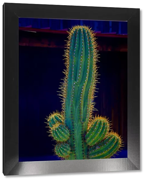 USA, California. Backlit saguaro cactus. Credit as: Jean Carter  /  Jaynes Gallery  /  DanitaDelimont