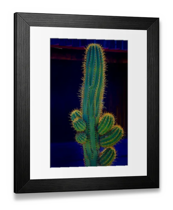 Framed Print : USA, California. Backlit saguaro cactus. Credit as: Jean Carter / Jaynes Gallery / DanitaDelimont Framed Print : USA, California. Backlit saguaro cactus. Credit as: Jean Carter / Jaynes Gallery / DanitaDelimont