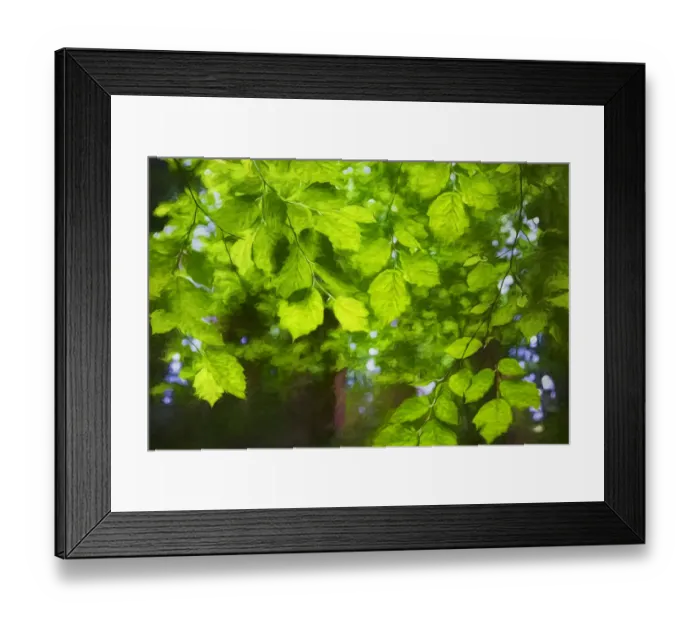 Framed Print : USA, Oregon. Abstract of tree foliage. Credit as: Jean Carter / Jaynes Gallery / DanitaDelimont Framed Print : USA, Oregon. Abstract of tree foliage. Credit as: Jean Carter / Jaynes Gallery / DanitaDelimont