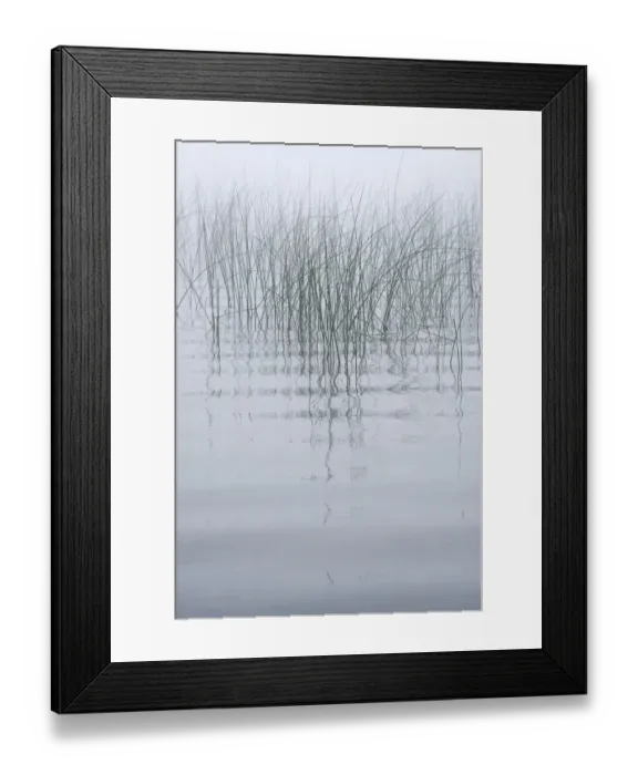 Framed Print : USA, New York State. Reeds in the mist Framed Print : USA, New York State. Reeds in the mist