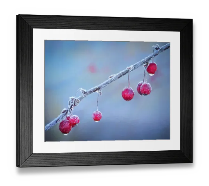 Framed Print : USA, Oregon, Coos Bay. Crabapples on frosty morning Framed Print : USA, Oregon, Coos Bay. Crabapples on frosty morning