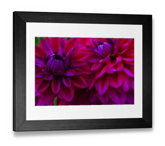 Framed Print : USA, Oregon, Shore Acres State Park. Abstract of dahlias