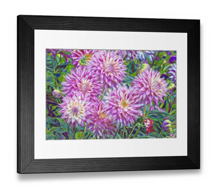 Framed Print : USA, Oregon, Shore Acres State Park. Abstract of dahlia garden Framed Print : USA, Oregon, Shore Acres State Park. Abstract of dahlia garden