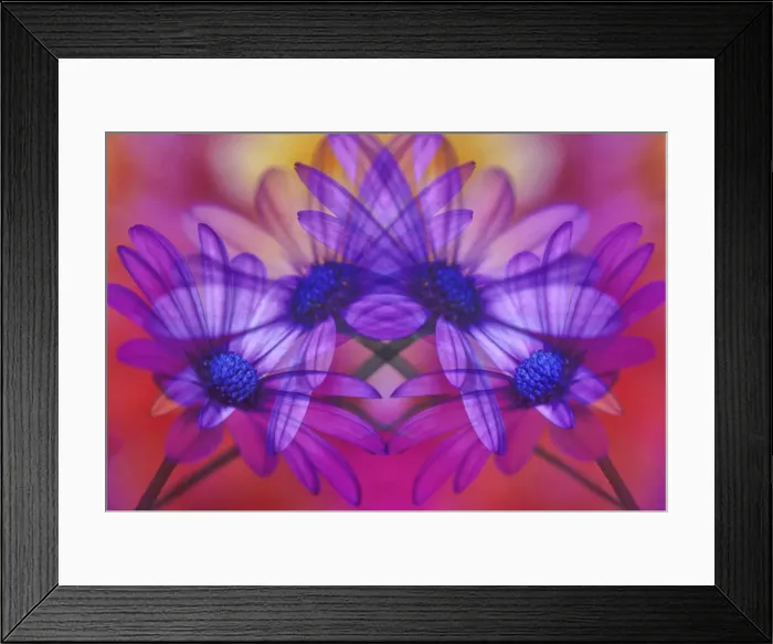 Framed Print : USA, Oregon, Coos Bay. Mirror image of African daisies Framed Print : USA, Oregon, Coos Bay. Mirror image of African daisies