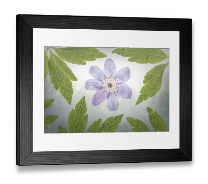 Framed Print : USA, Oregon. Oregon anemone flower arrangement Framed Print : USA, Oregon. Oregon anemone flower arrangement