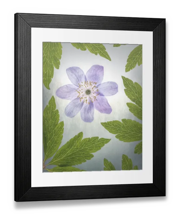 Framed Print : USA, Oregon. Oregon anemone flower arrangement Framed Print : USA, Oregon. Oregon anemone flower arrangement