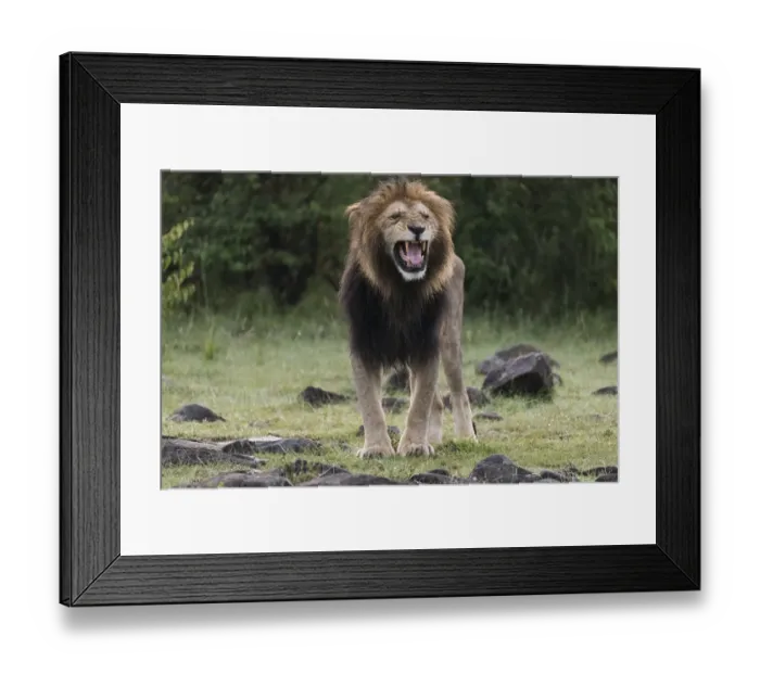 Framed Print : Africa, Kenya, Msai Mara National Reserve Framed Print : Africa, Kenya, Msai Mara National Reserve