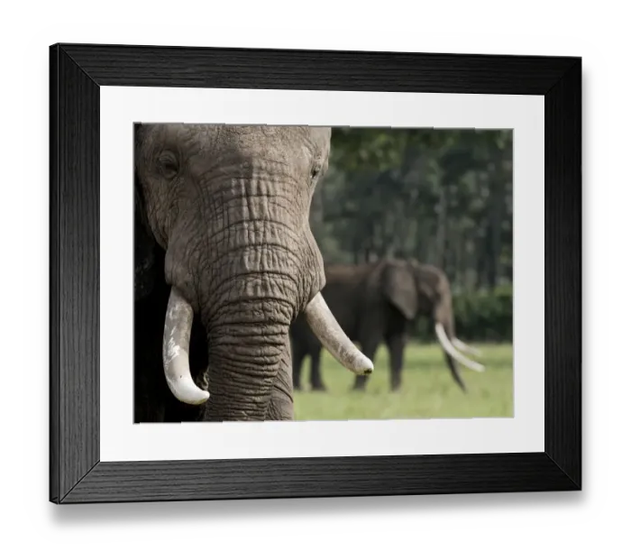 Framed Print : Africa, Kenya, Msai Mara National Reserve. Close-up of elephant head. Credit as Framed Print : Africa, Kenya, Msai Mara National Reserve. Close-up of elephant head. Credit as