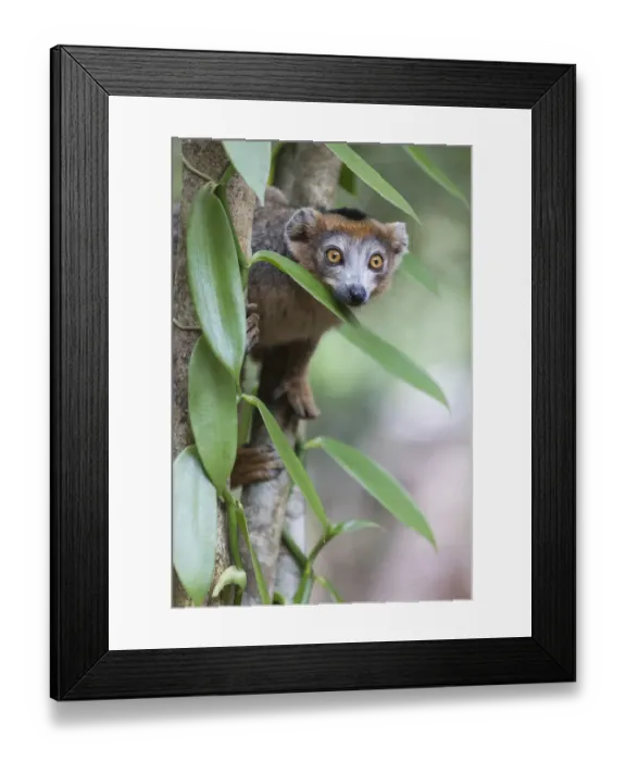 Framed Print : Africa, Madagascar, Akanin ny Nofy Reserve Framed Print : Africa, Madagascar, Akanin ny Nofy Reserve