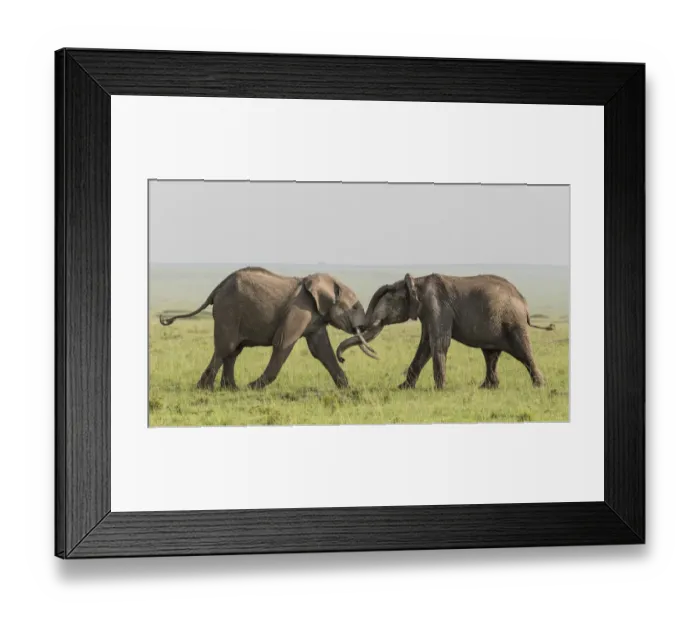 Framed Print : Africa, Kenya, Msai Mara National Reserve Framed Print : Africa, Kenya, Msai Mara National Reserve