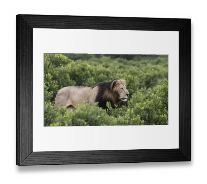 Framed Print : Africa, Kenya, Msai Mara National Reserve Framed Print : Africa, Kenya, Msai Mara National Reserve