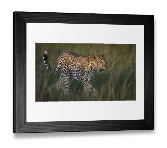 Framed Print : Africa, Kenya, Msai Mara National Reserve. Close-up of walking leopard. Credit as Framed Print : Africa, Kenya, Msai Mara National Reserve. Close-up of walking leopard. Credit as