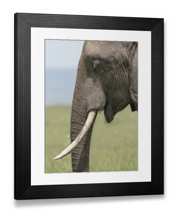 Framed Print : Africa, Kenya, Msai Mara National Reserve. Close-up of elephant head. Credit as Framed Print : Africa, Kenya, Msai Mara National Reserve. Close-up of elephant head. Credit as