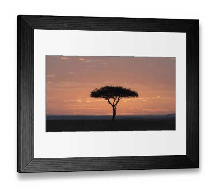 Framed Print : Africa, Kenya, Amboseli National Park. Sunrise backlights umbrella thorn acacia tree Framed Print : Africa, Kenya, Amboseli National Park. Sunrise backlights umbrella thorn acacia tree