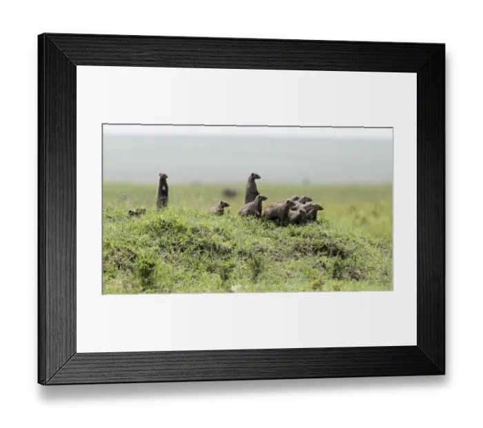 Framed Print : Africa, Kenya, Msai Mara National Reserve. Group of banded mongooses. Credit as Framed Print : Africa, Kenya, Msai Mara National Reserve. Group of banded mongooses. Credit as