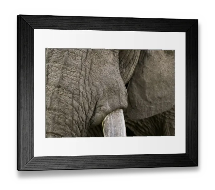 Framed Print : Africa, Kenya, Msai Mara National Reserve Framed Print : Africa, Kenya, Msai Mara National Reserve