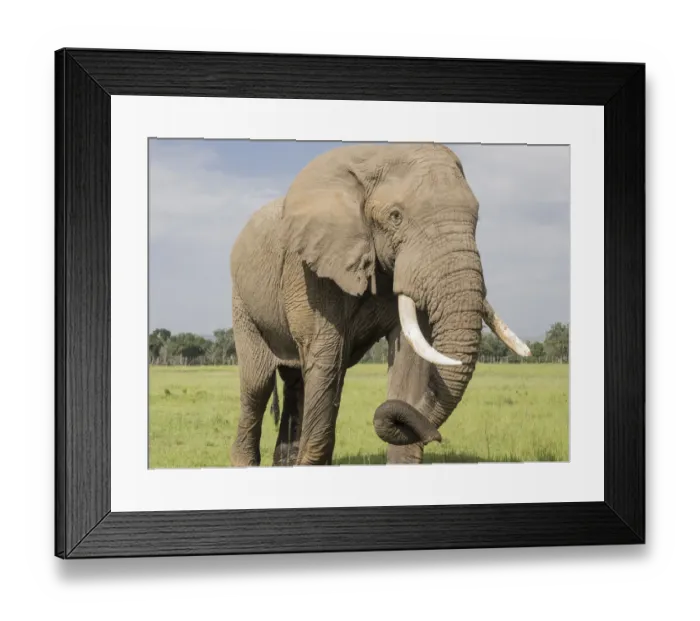 Framed Print : Africa, Kenya, Msai Mara National Reserve