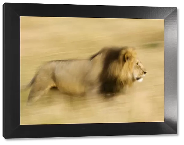Africa, Kenya, Msai Mara. Motion blur of walking male lion