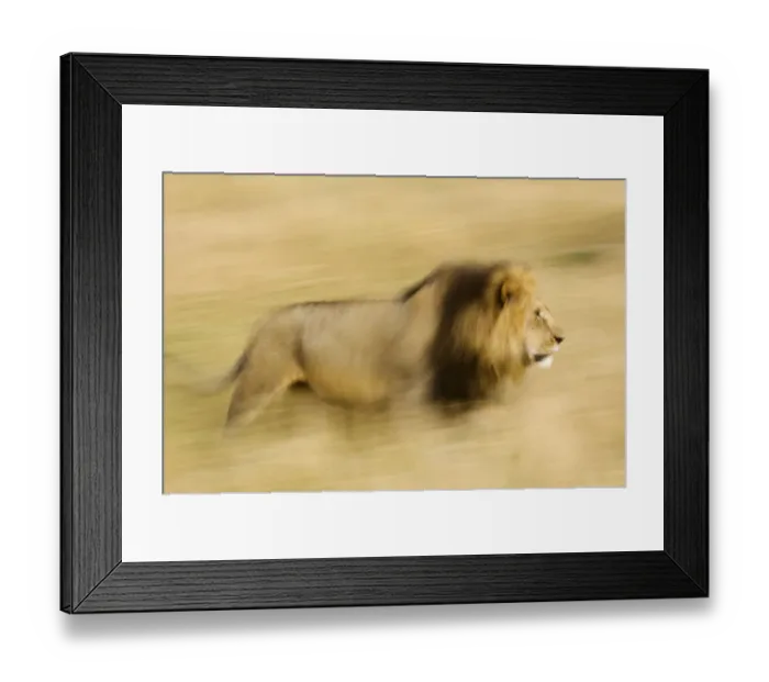 Framed Print : Africa, Kenya, Msai Mara. Motion blur of walking male lion Framed Print : Africa, Kenya, Msai Mara. Motion blur of walking male lion