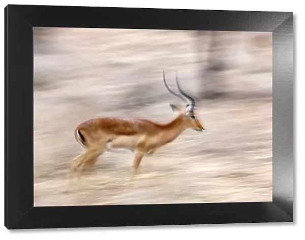 Africa, Kenya, Samburu National Reserve. Motion blur of running male impala. Credit as