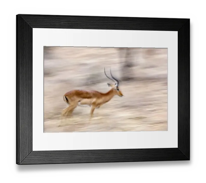 Framed Print : Africa, Kenya, Samburu National Reserve. Motion blur of running male impala. Credit as Framed Print : Africa, Kenya, Samburu National Reserve. Motion blur of running male impala. Credit as