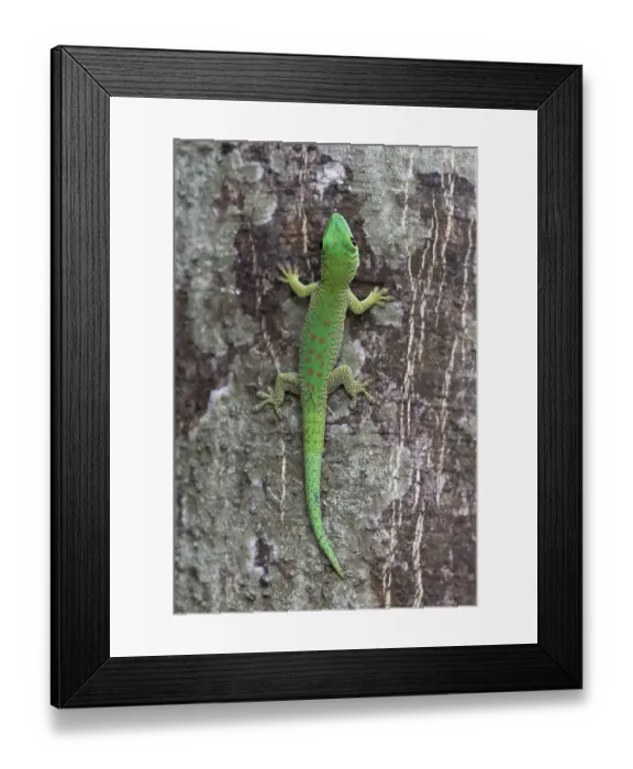 Framed Print : Africa, Madagascar, Le Parc National Tsingy de Bemaraha. This brightly colored day gecko Framed Print : Africa, Madagascar, Le Parc National Tsingy de Bemaraha. This brightly colored day gecko