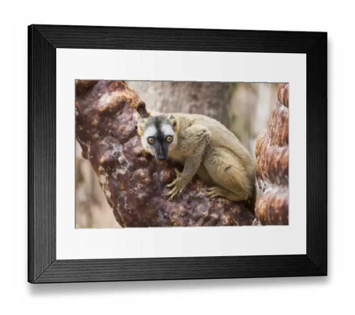 Framed Print : Africa, Madagascar, Kirindy Forest. Portrait of a female red-fronted brown lemur Framed Print : Africa, Madagascar, Kirindy Forest. Portrait of a female red-fronted brown lemur