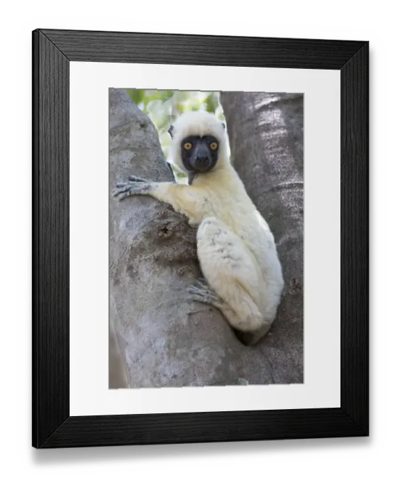Framed Print : Africa, Madagascar, Le Parc National Tsingy de Bemaraha, Deckens sifaka (Propithecus deckenii)
