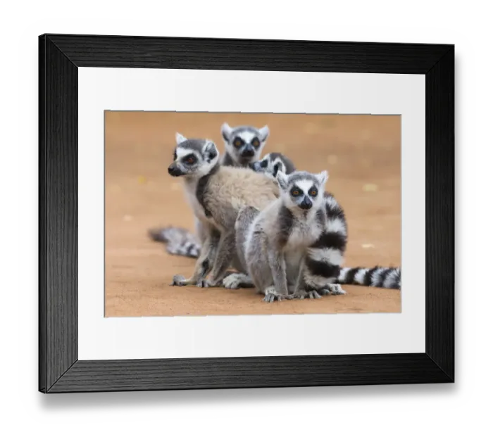 Framed Print : Africa, Madagascar, Amboasary, Berenty Reserve Framed Print : Africa, Madagascar, Amboasary, Berenty Reserve