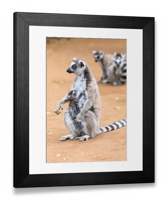 Framed Print : Africa, Madagascar, Amboasary, Berenty Reserve Framed Print : Africa, Madagascar, Amboasary, Berenty Reserve