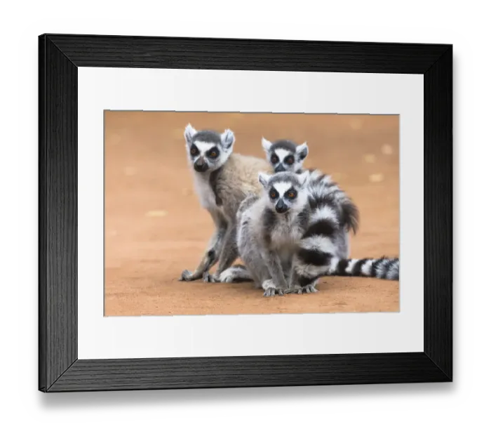 Framed Print : Africa, Madagascar, Amboasary, Berenty Reserve Framed Print : Africa, Madagascar, Amboasary, Berenty Reserve