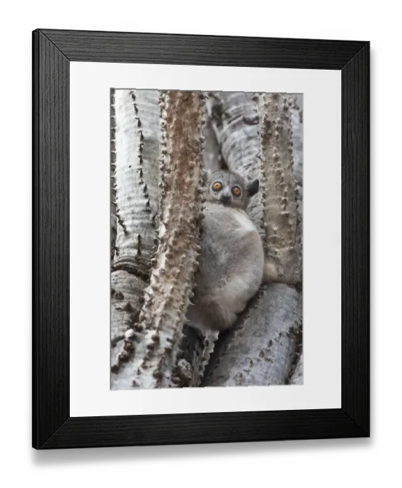 Framed Print : Africa, Madagascar, Berenty Reserve. A white-footed sportive lemur (Lepilemur leucopus) Framed Print : Africa, Madagascar, Berenty Reserve. A white-footed sportive lemur (Lepilemur leucopus)