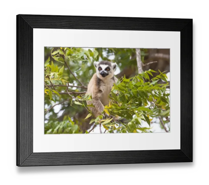 Framed Print : Africa, Madagascar, Amboasary, Berenty Reserve