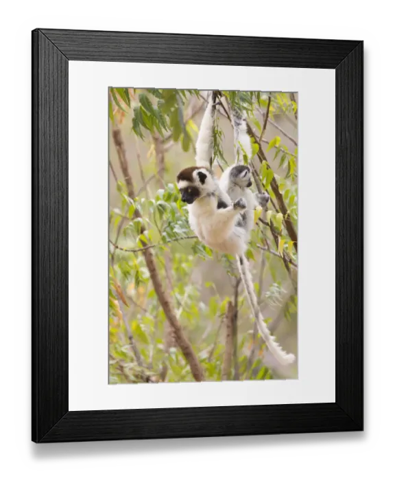 Framed Print : Africa, Madagascar, Berenty Reserve. A female Verreauxs sifaka (Propithecus Framed Print : Africa, Madagascar, Berenty Reserve. A female Verreauxs sifaka (Propithecus