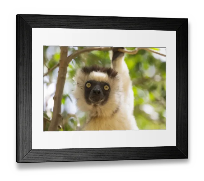 Framed Print : Africa, Madagascar, Berenty Reserve. Headshot of a Verreauxs sifaka (Propithecus verreauxi) Framed Print : Africa, Madagascar, Berenty Reserve. Headshot of a Verreauxs sifaka (Propithecus verreauxi)