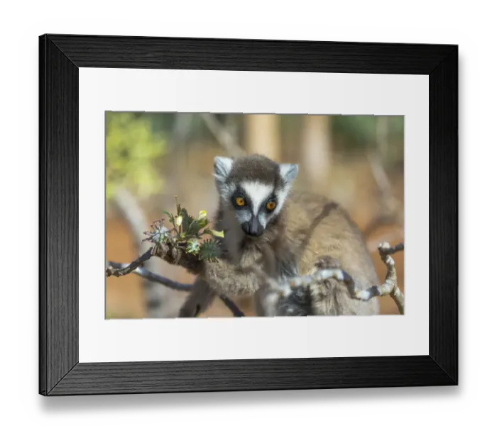 Framed Print : Africa, Madagascar, Amboasary, Berenty Reserve Framed Print : Africa, Madagascar, Amboasary, Berenty Reserve