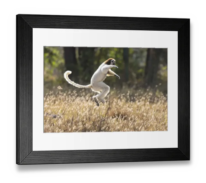 Framed Print : Africa, Madagascar, Berenty Reserve. A Verreauxs sifaka (Propithecus verreauxi)